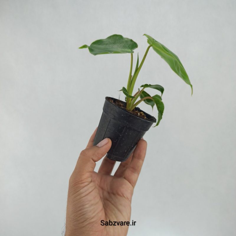 فیلودندرون برل مارکس (B22049)