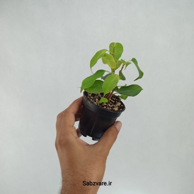 بنجامین سبز (B22051)