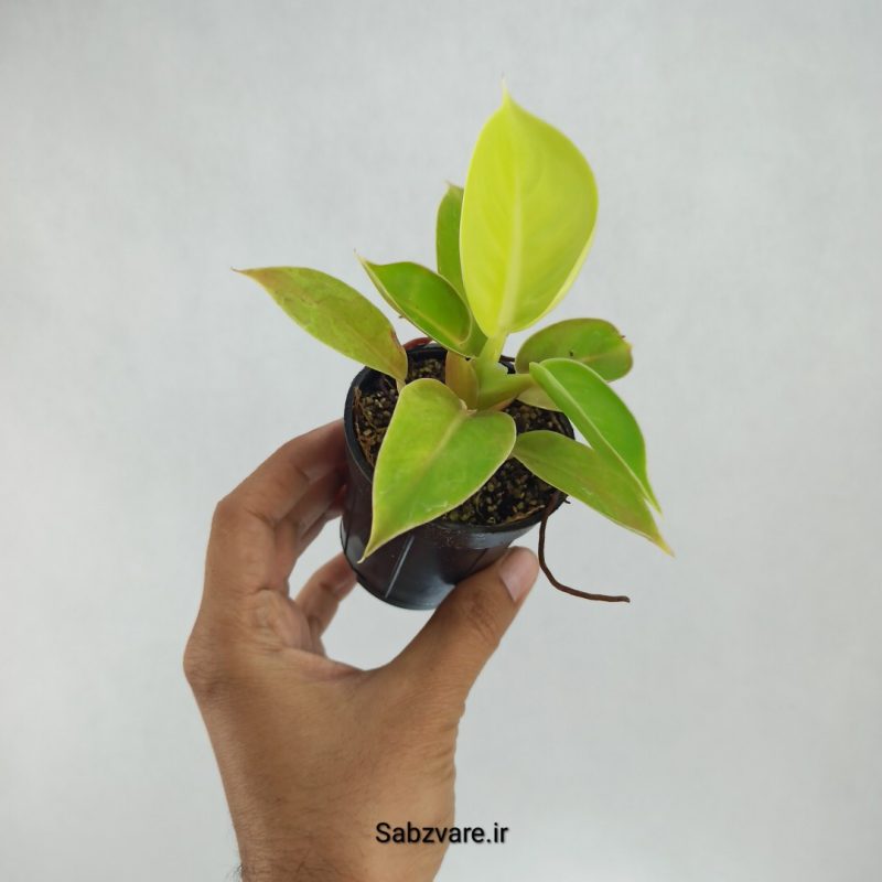 فیلودندرون لیمویی (B22056)