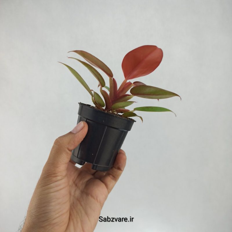 فیلودندرون پرتقالی (B22062)
