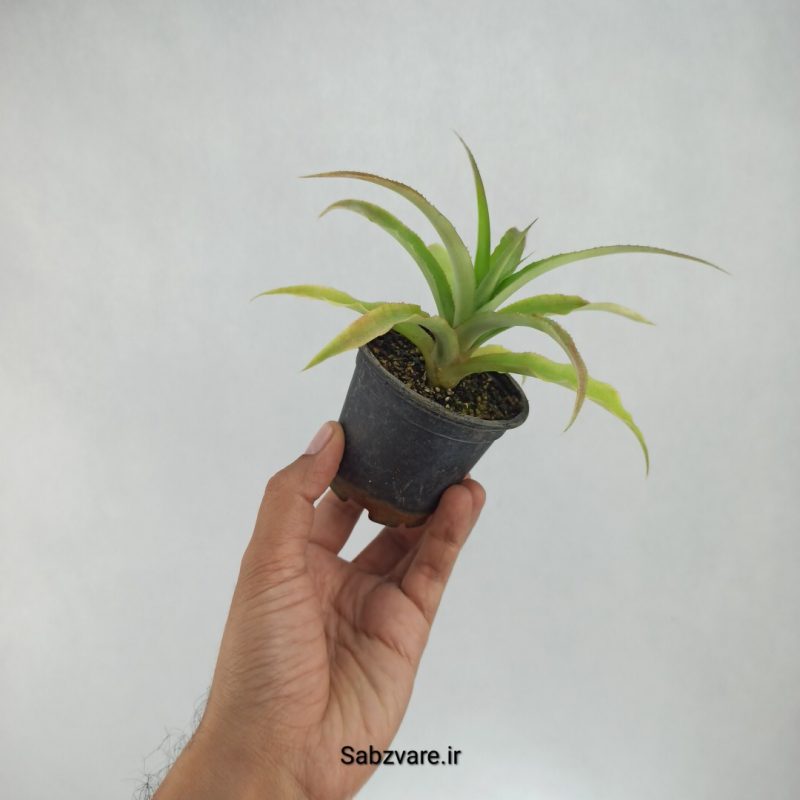 آناناس (B22066)