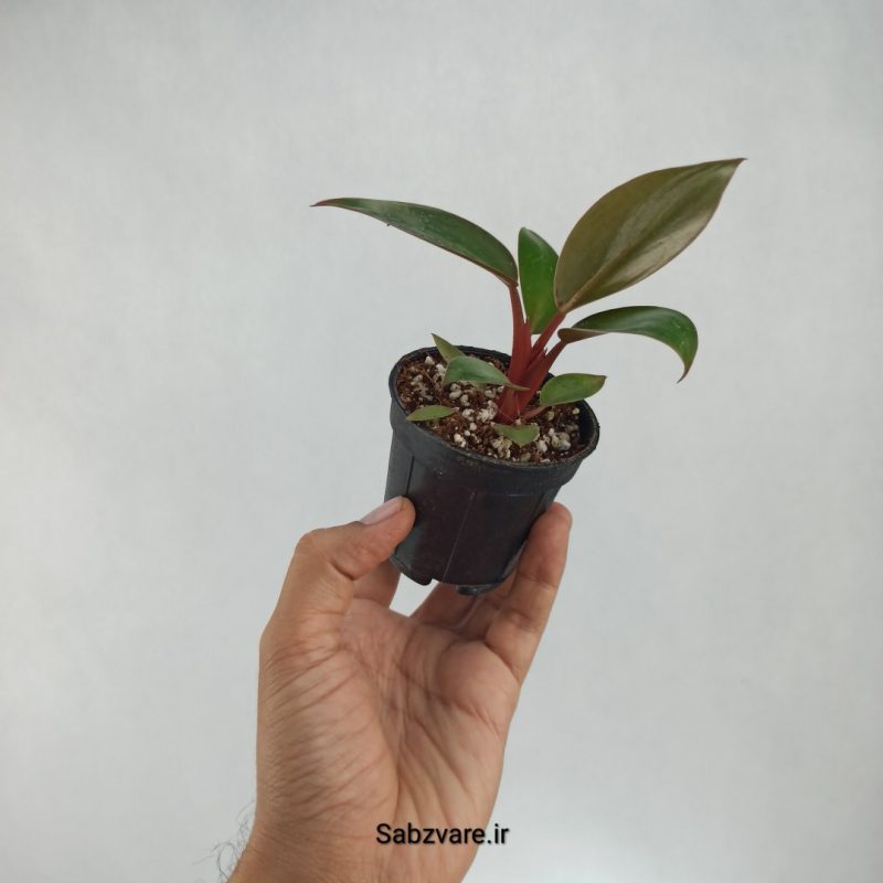 فیلودندرون رد بیوتی (C22069)