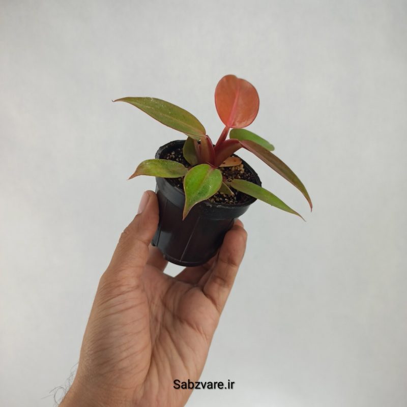فیلودندرون پرتقالی (C22070)