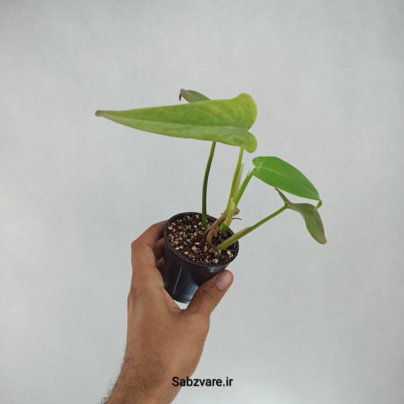 فیلودندرون برگ ویولونی (C22072)