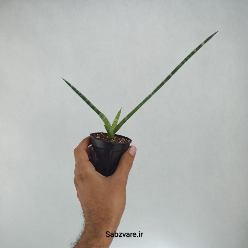 سانسوریا بونسل (C22082)