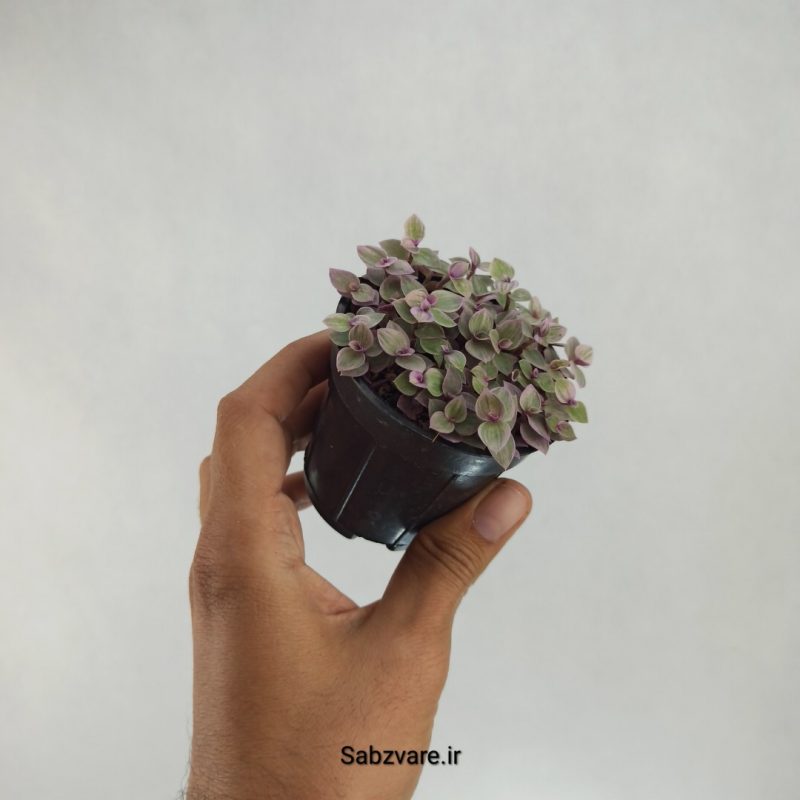 چمن کالیسیا صورتی (C22083)