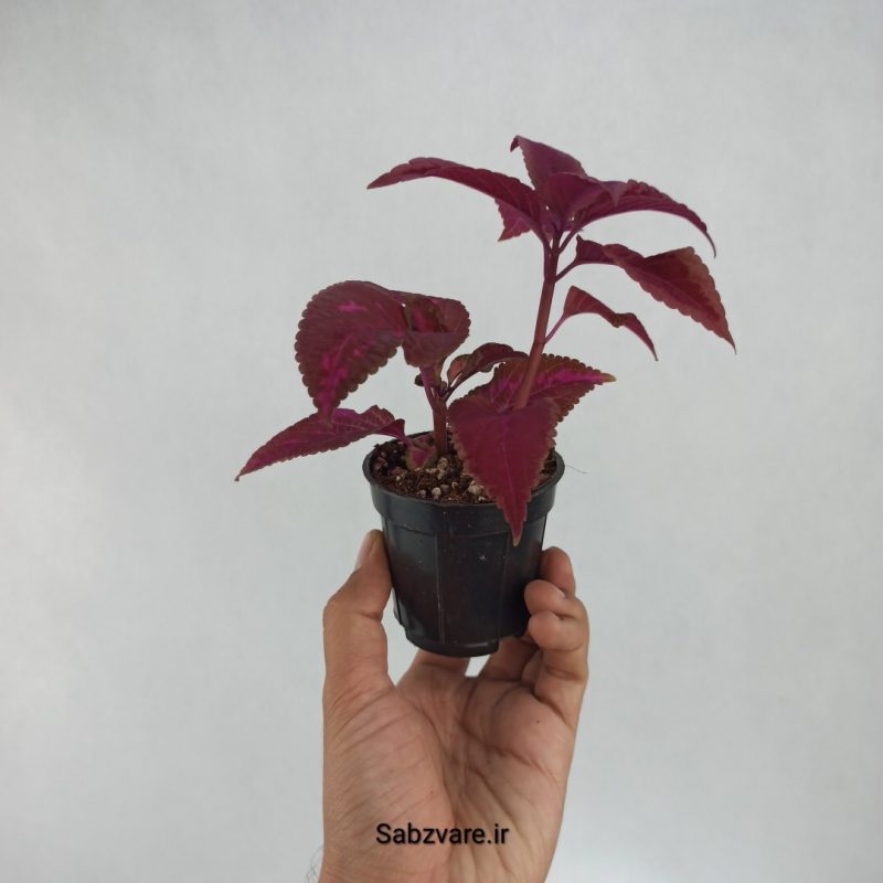 حسن یوسف رز مجیک (D22089)
