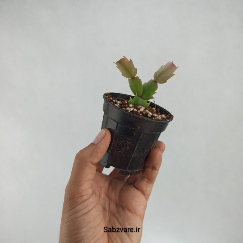 کاکتوس کریسمس (D22098)