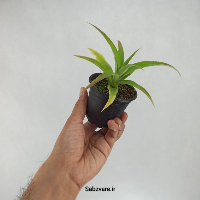 آناناس (D22102)