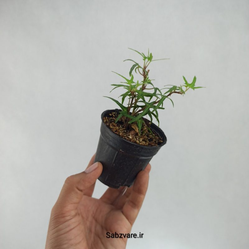 پاپیتال اسپایک (D22105)