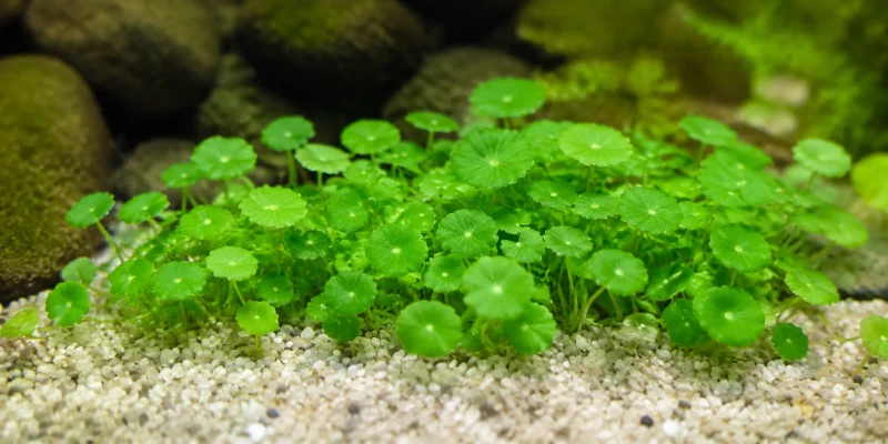 hydrocotyle verticillata