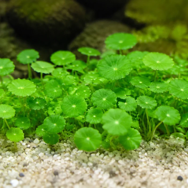 hydrocotyle verticillata