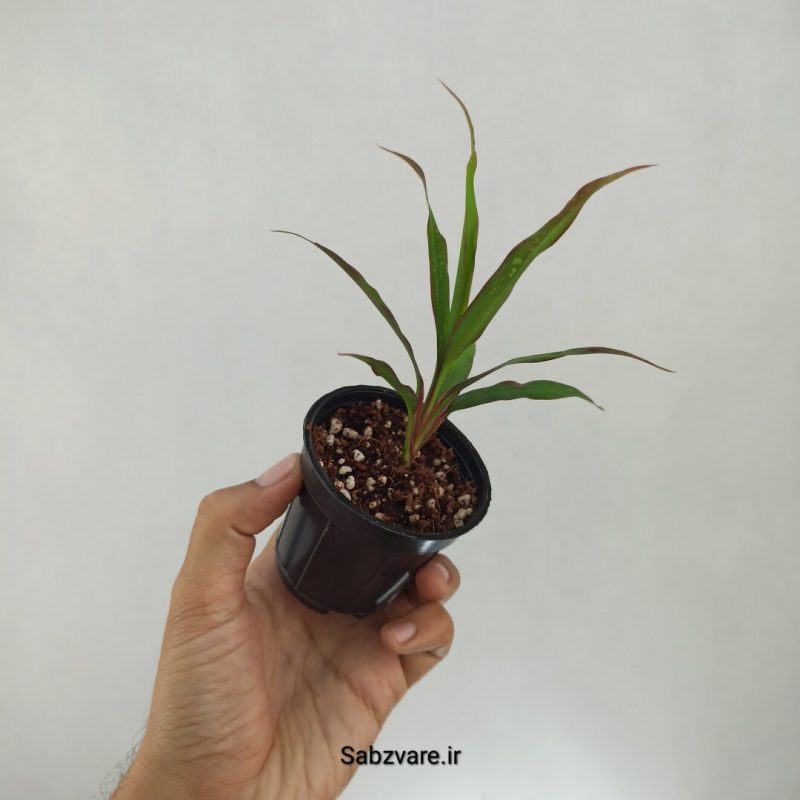 کردیلین رقم Fruticosa Kiwi سبز (E22110)