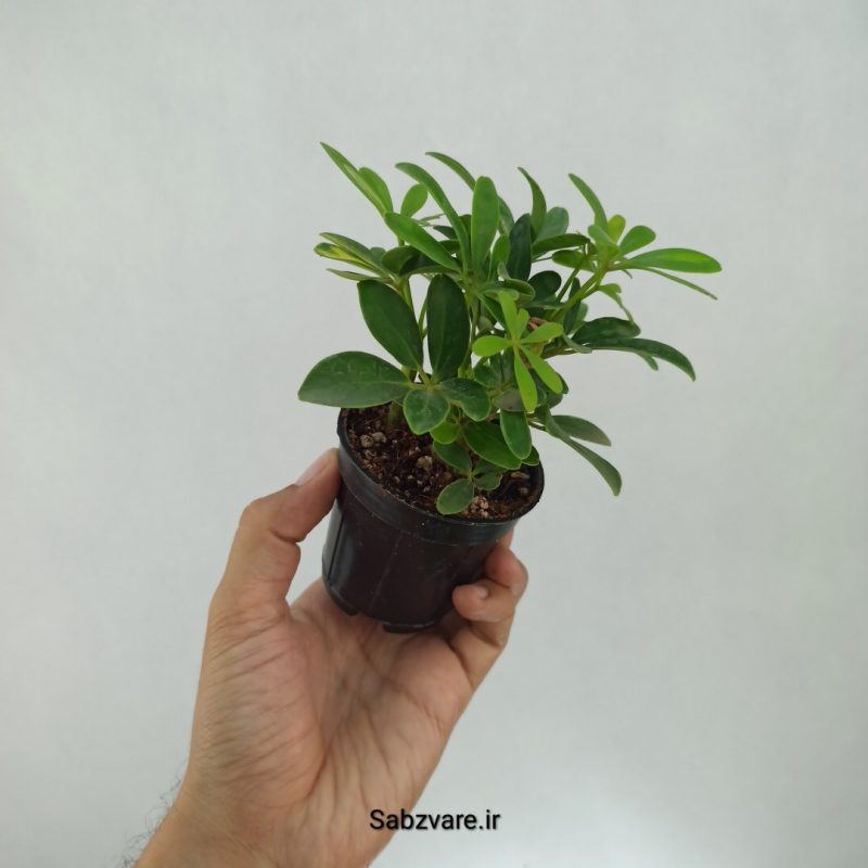 شفلرا سبز چند شاخه (E22111)