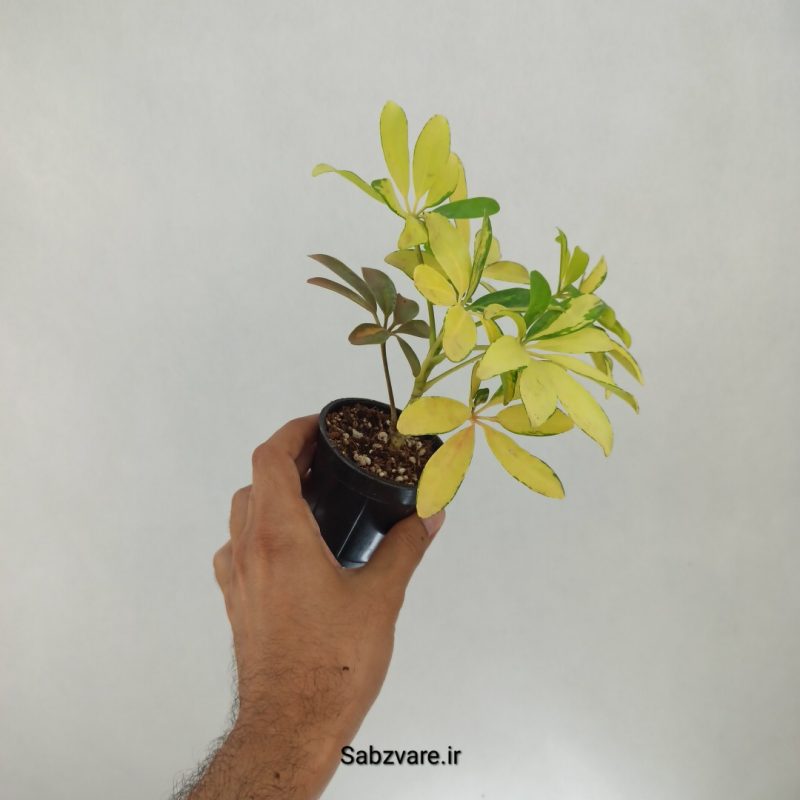 شفلرا طلایی (E22112)
