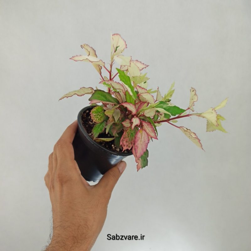 ختمی چینی رنگین کمان (E22113)