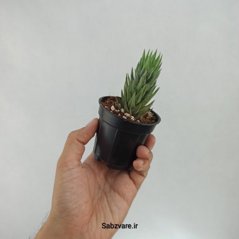 هاورتیا گلائوکا (E22124)