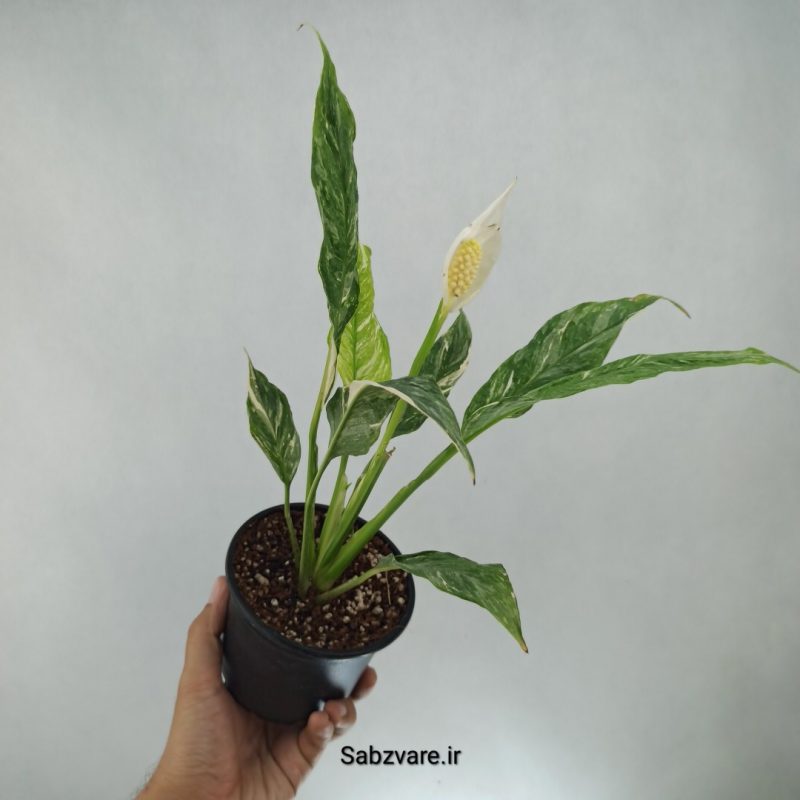 اسپاتی فیلوم ابلق چروک (E22126)
