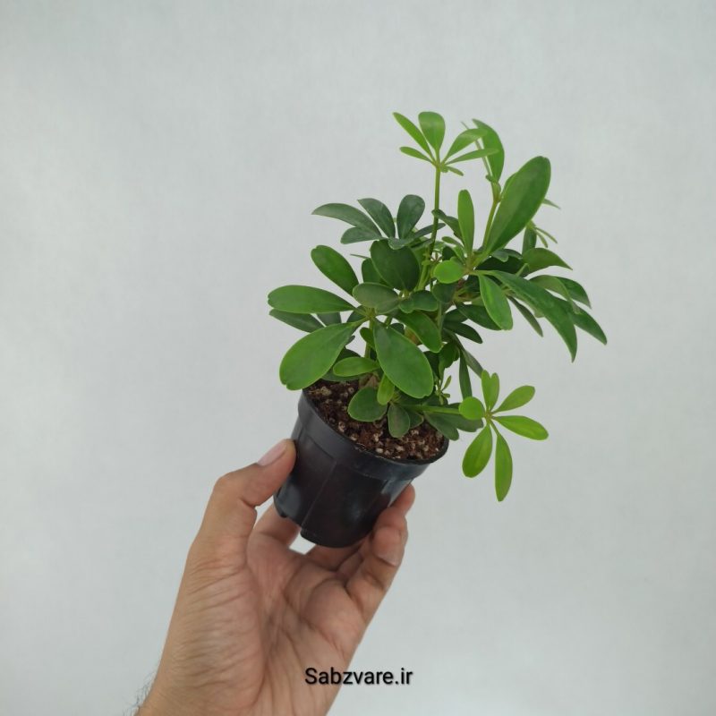 شفلرا سبز چند شاخه (F22134)