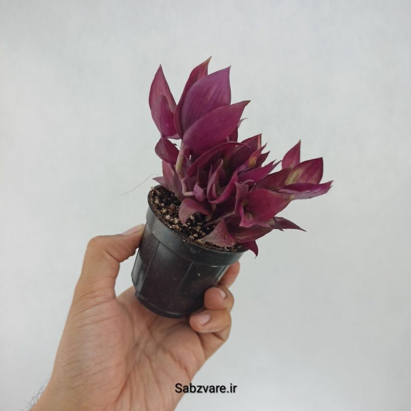 برگ بیدی پوست پیازی (F22137)