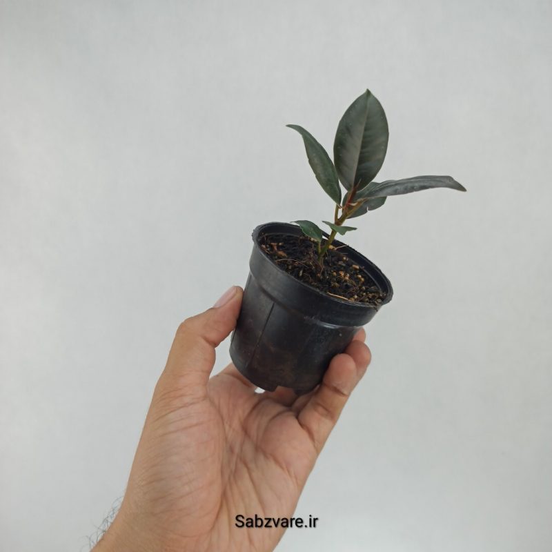 فیکوس سوپر بلک (F22141)