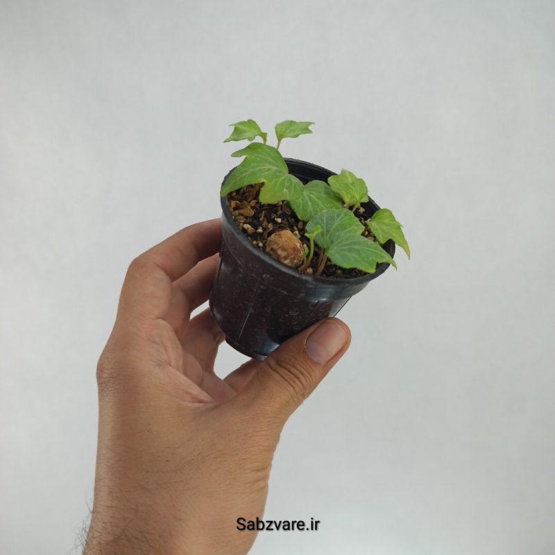 پاپیتال استارلیف (F22146)