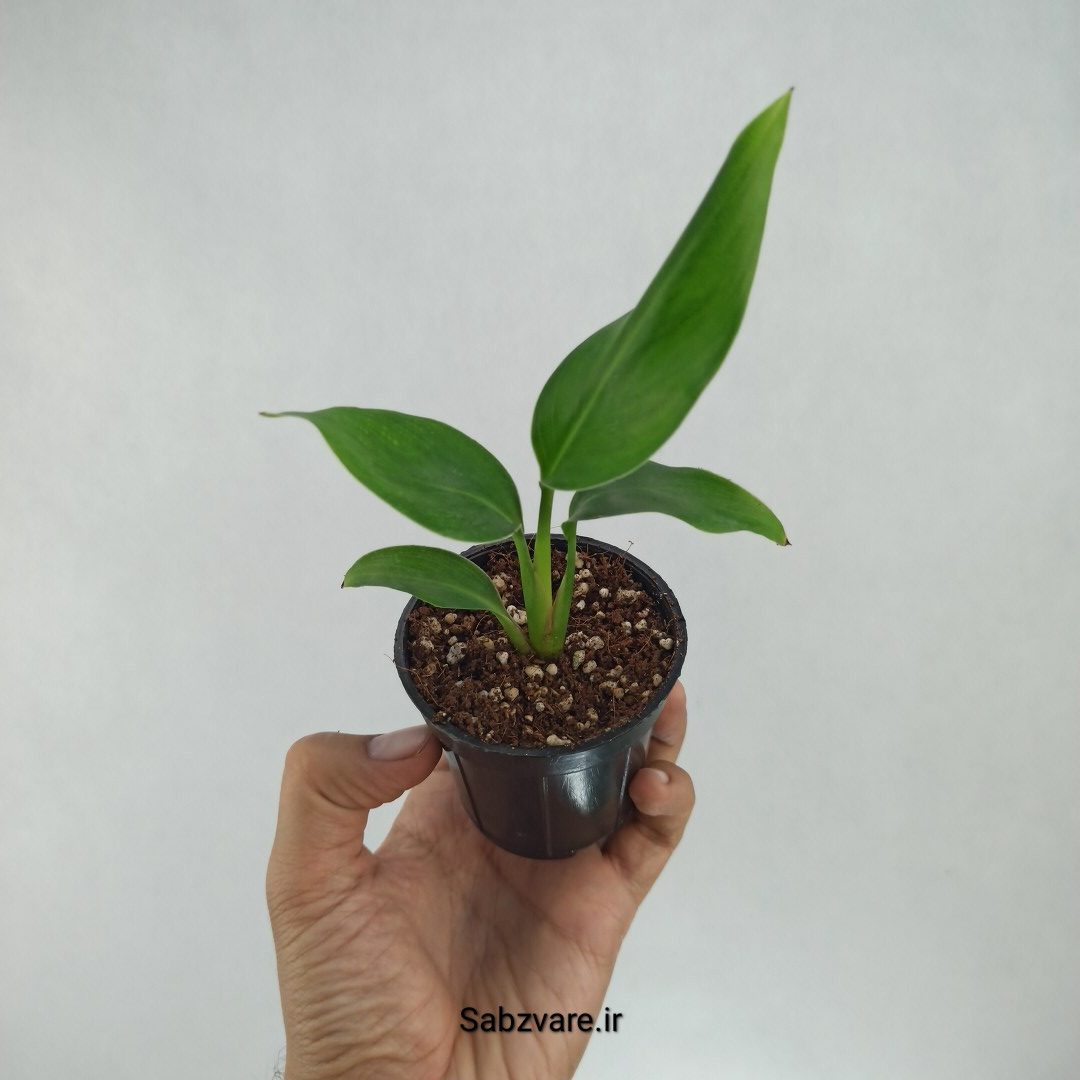 استرلیتزیا نیکولای (F22147)