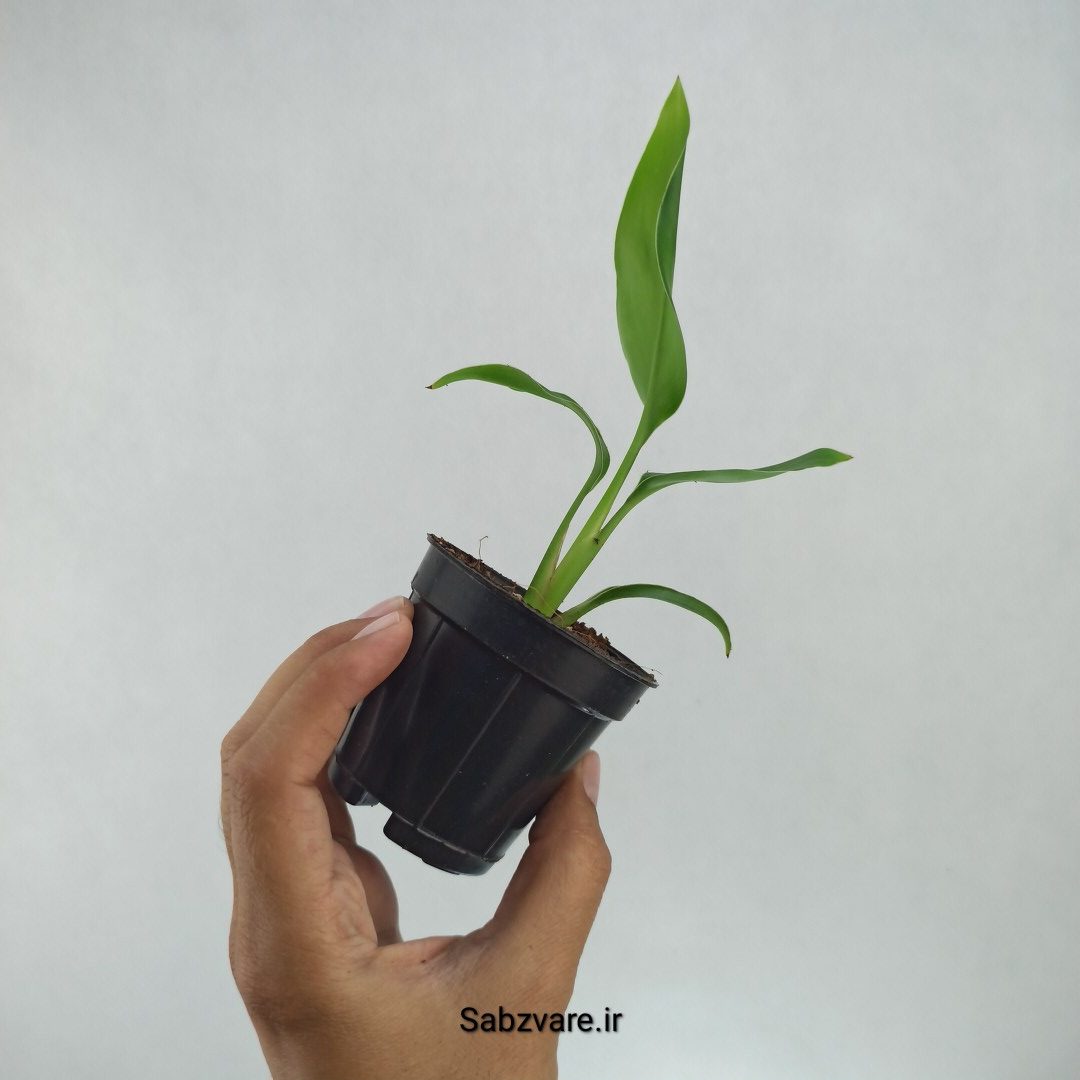 استرلیتزیا نیکولای (F22147) - Image 3