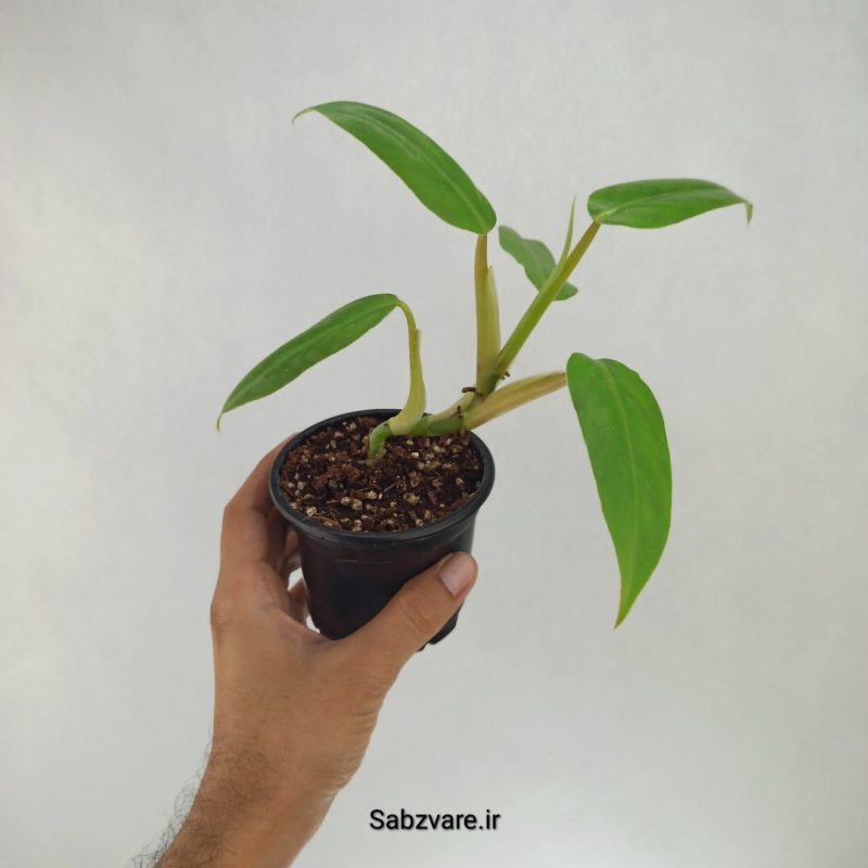 فیلودندرون رونده (F22150)