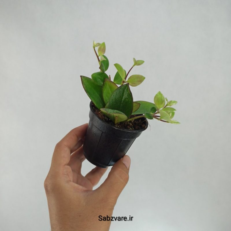آشیانتوس رژ لبی ابلق (G22152)