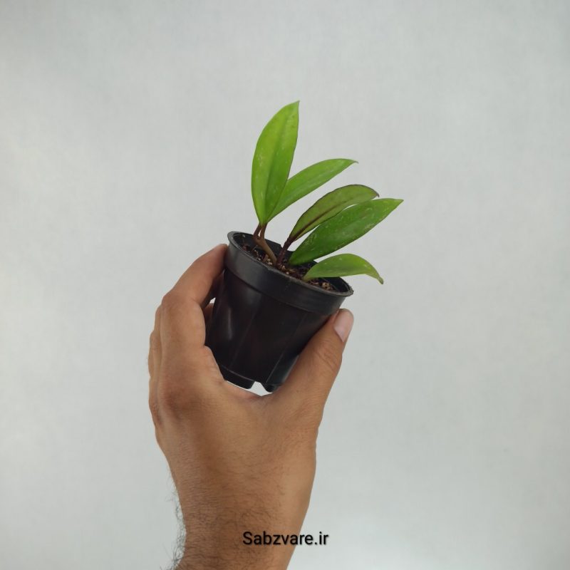 هویا پابیکالیکس (G22154)
