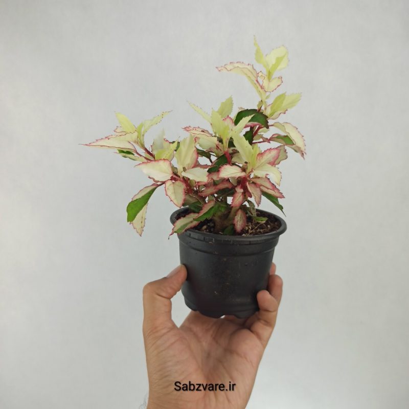 ختمی چینی رنگین کمان (G22157)