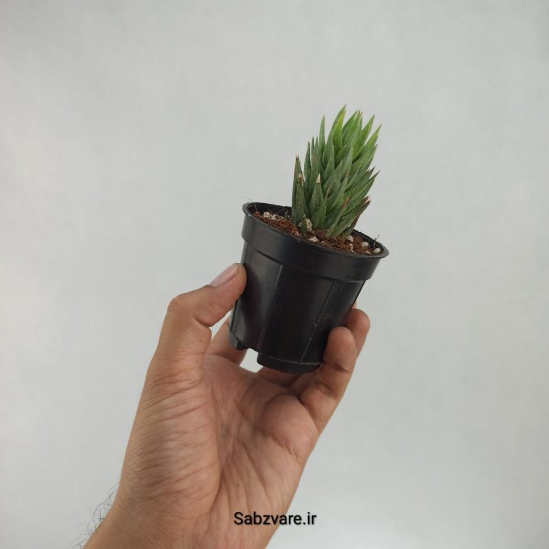 هاورتیا گلائوکا (G22158)