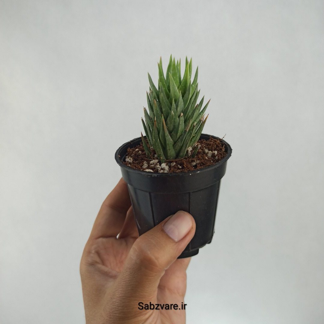 هاورتیا گلائوکا (G22158)