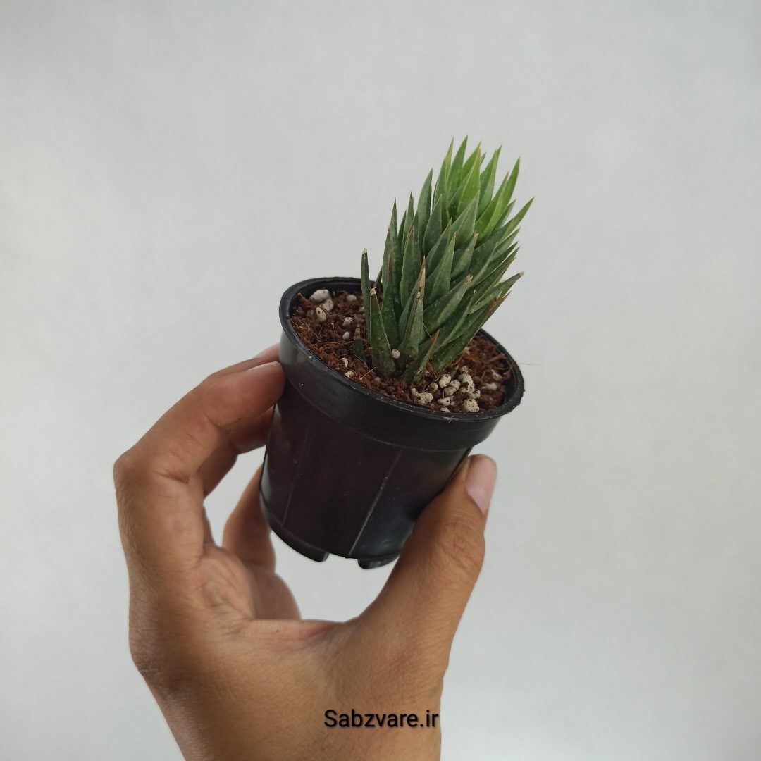 هاورتیا گلائوکا (G22158) - Image 3