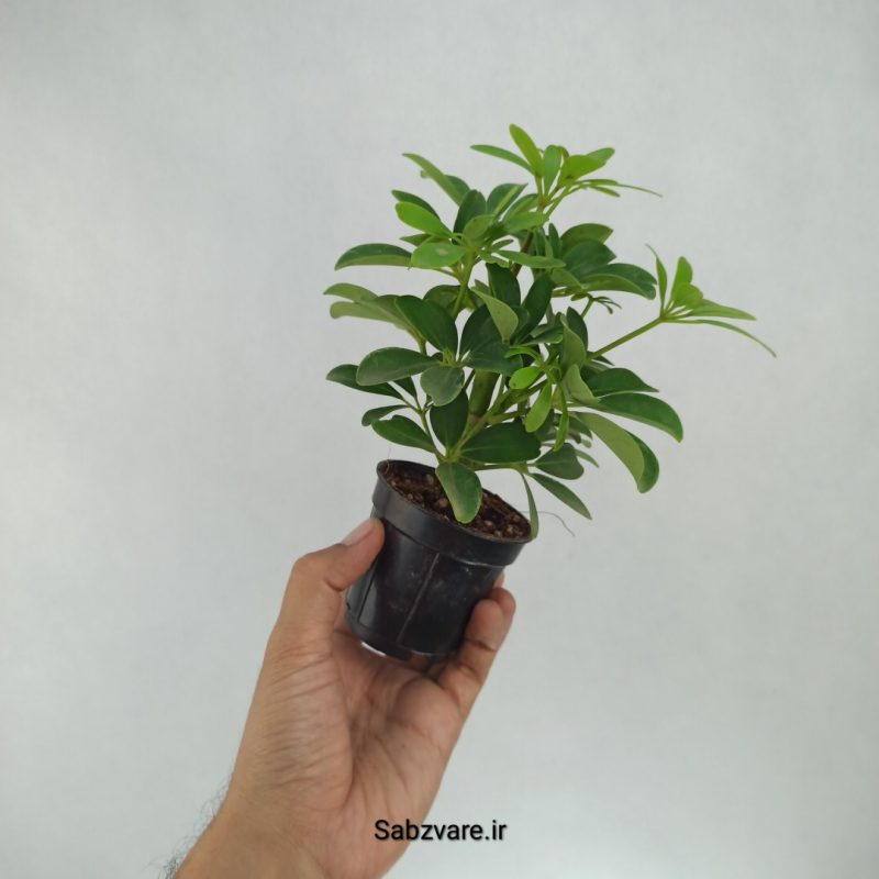 شفلرا سبز چند شاخه (G22159)