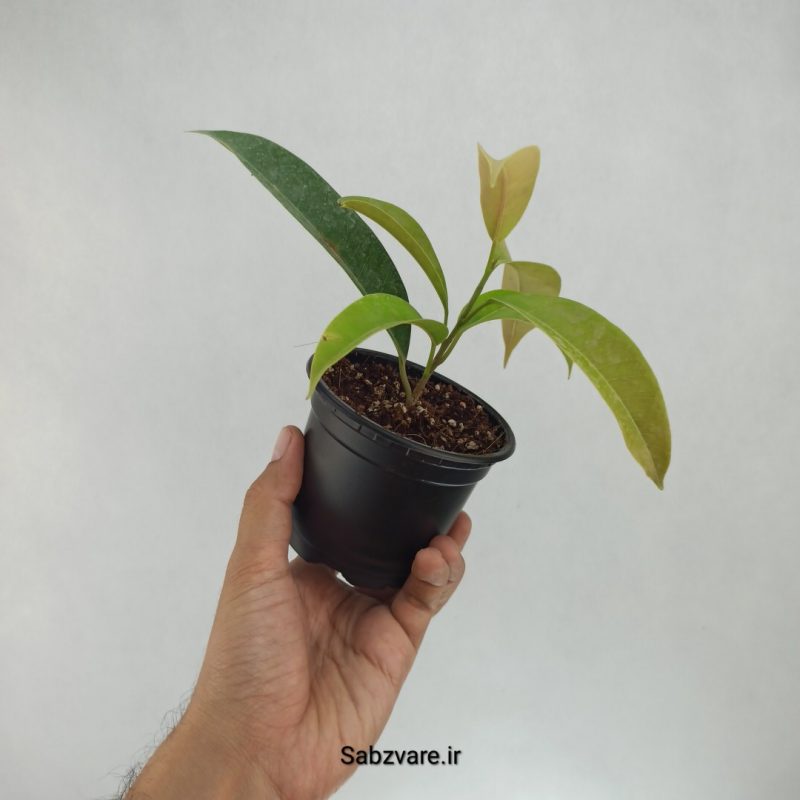 فیکوس آمستل کینگ (G22160)