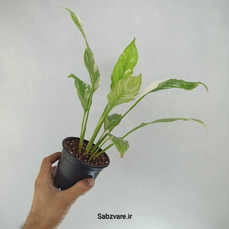 اسپاتی فیلوم ابلق چروک (G22163)
