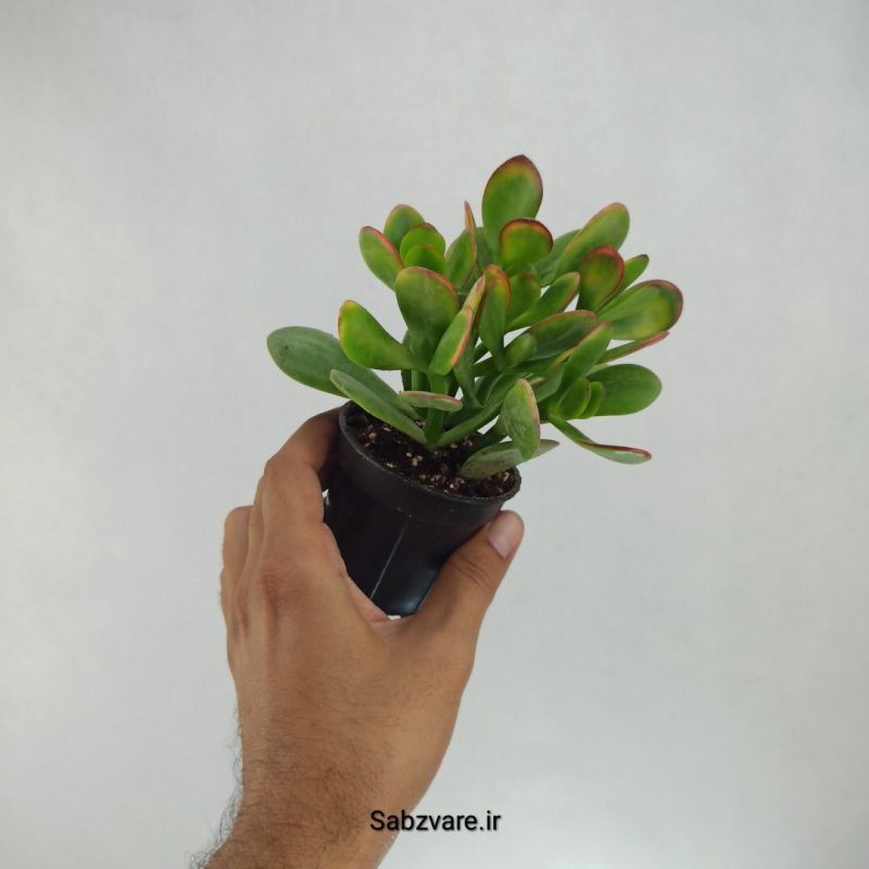 کراسولا یشم (G22165)