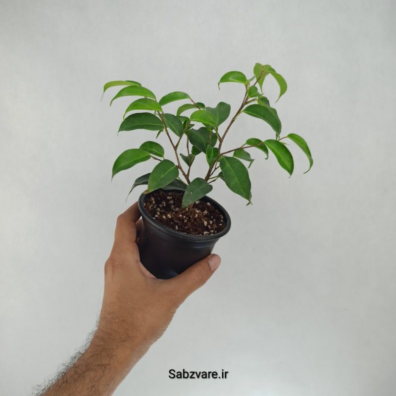 بنجامین سبز (G22166)