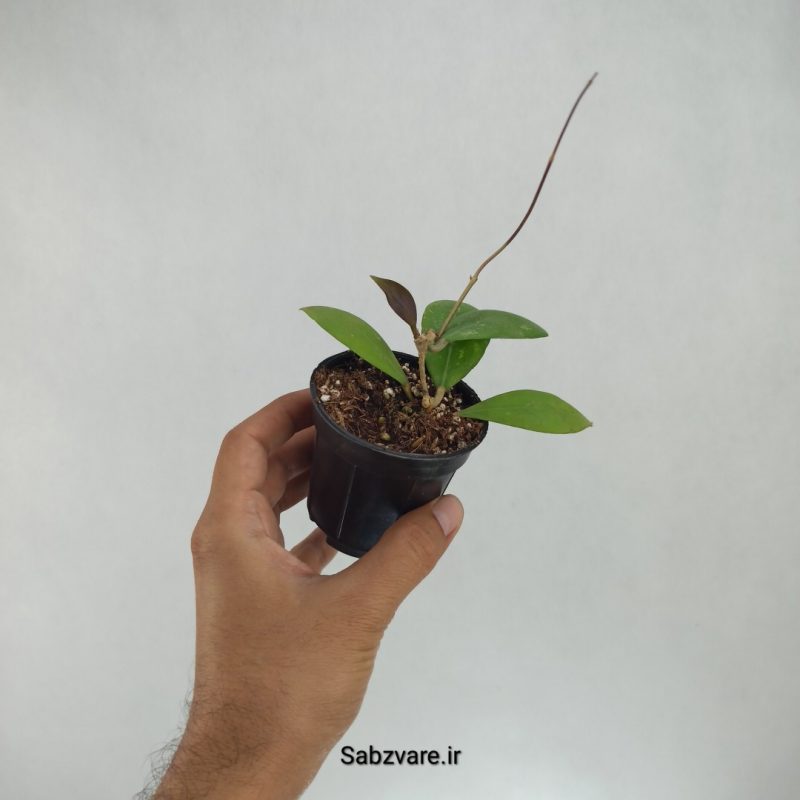 هویا اریتروتسما (G22168)