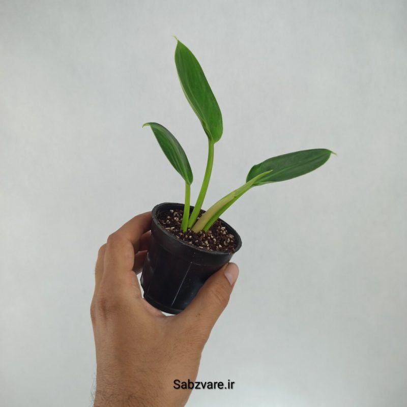فیلودندرون کنگو اپل (G22169)