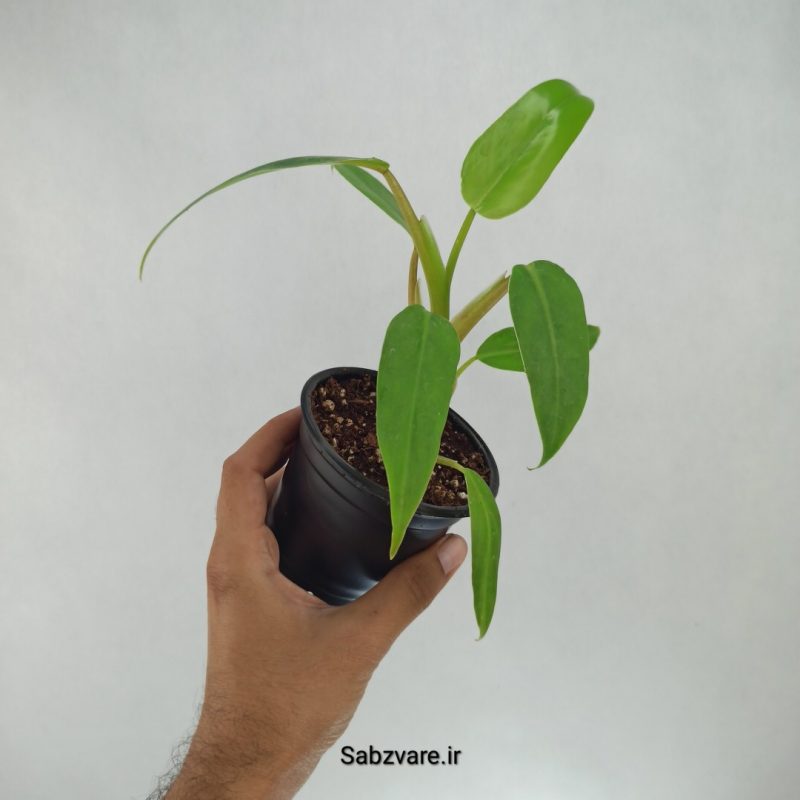 فیلودندرون رونده (G22170)