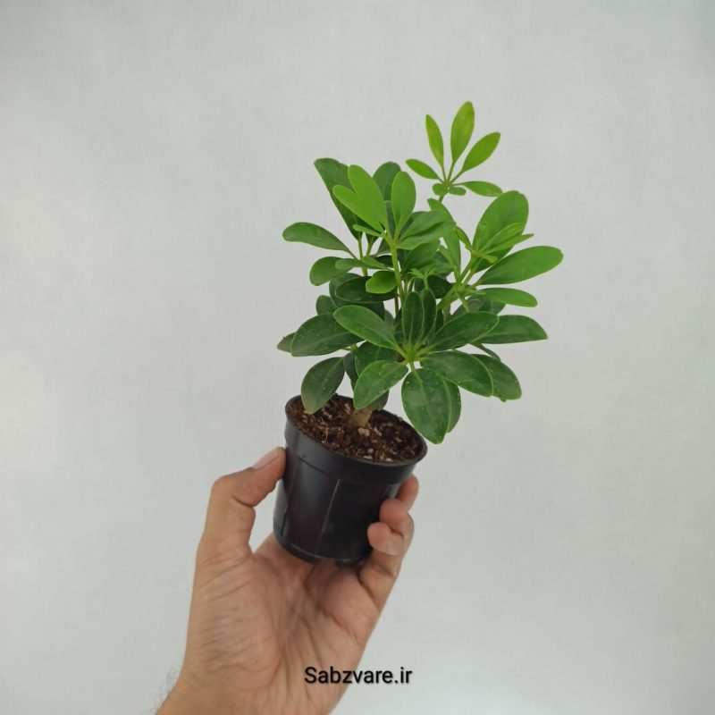 شفلرا سبز چند شاخه (H22177)