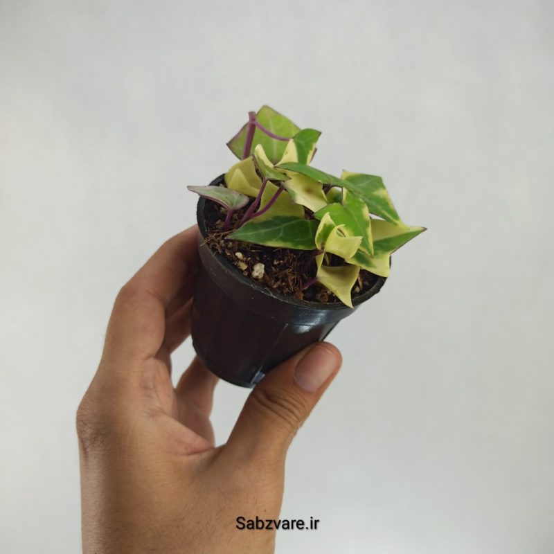 سنسیو ماکروگلسوس ابلق (H22179)