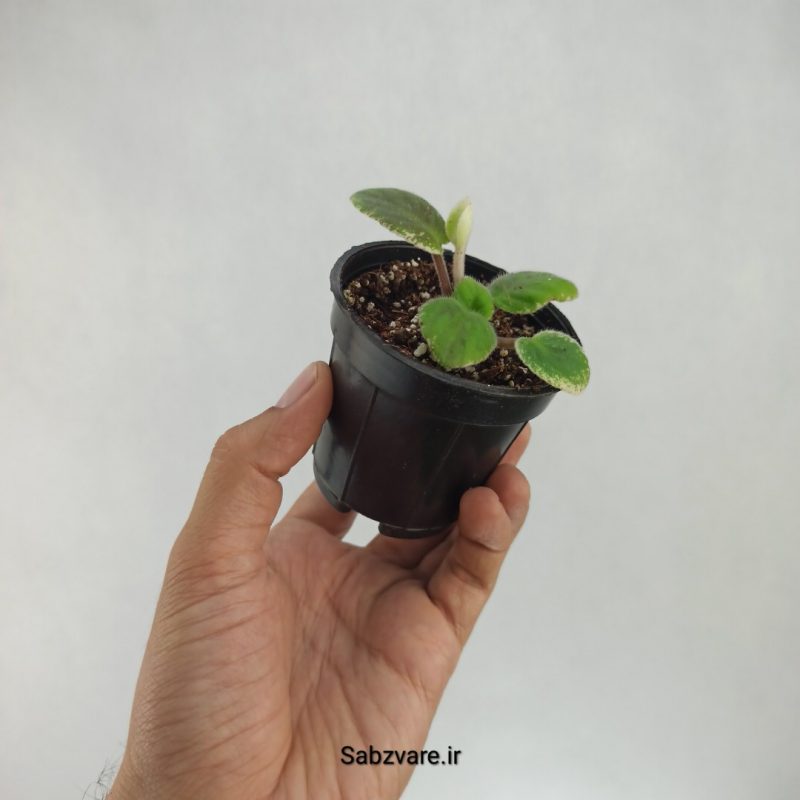 بنفشه آفریقایی ابلق (H22181)
