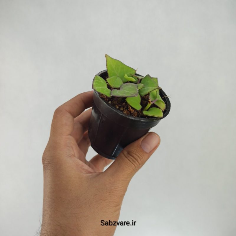 سنسیو ماکروگلسوس سبز (H22182)