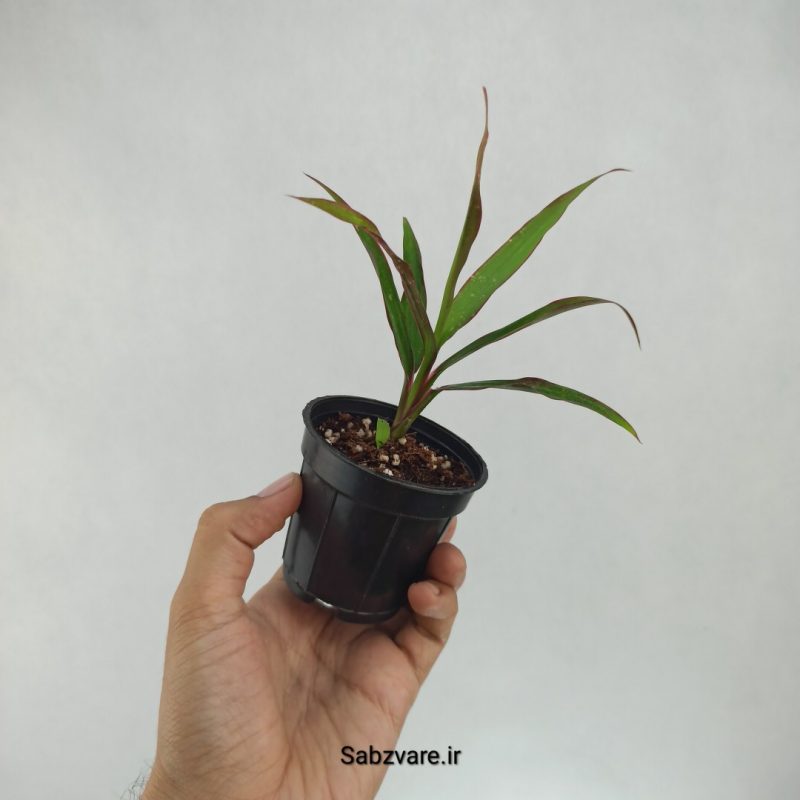 کردیلین رقم Fruticosa Kiwi سبز (H22183)