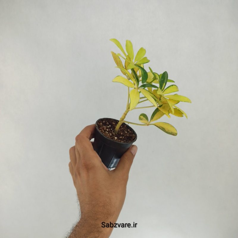 شفلرا طلایی (H22185)