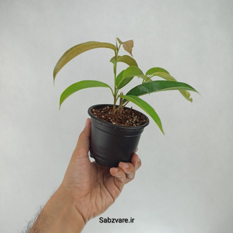 فیکوس آمستل کینگ (H22186)